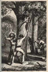 Cork Harvesting on Quercus Suber - Engraving in 