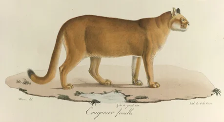 A Female Cougar, from Histoire Naturelle des Mammifères