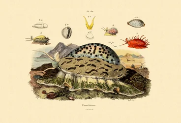 Cowrie Shells