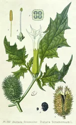 Datura Stramonium, Botanical Plate