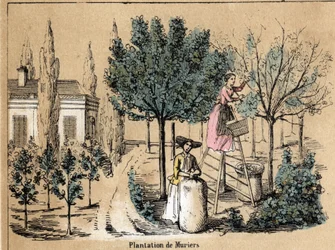Description of the crop and silk products: planting mulberries. Plate 