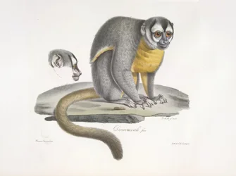 Douroucouli or Night Monkey, from Histoire Naturelle des Mammifères