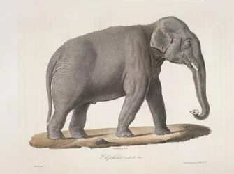 Asian Elephant, from 