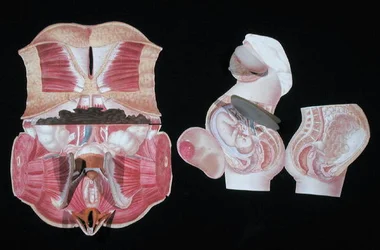 Female Anatomical Figure, from 