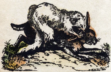 Ferret. Engraving in 