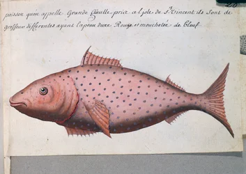 Fish called Big Mouth, Sao Vicente island, Cape Verde, from log book by Jacques Gouin de Beauchesne, captain of Compagnie royale de la Mer du Sud, from 1698 to 1701
