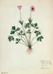 Geranium