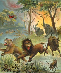 Forest Fire in Africa