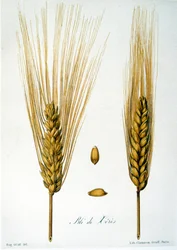 French 19th Century Illustration of Ears of Corn