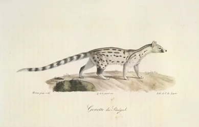 Genet of Senegal, from Histoire Naturelle des Mammifères