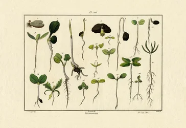 Germination, 1833-39