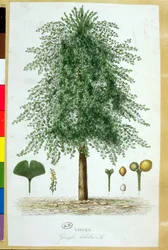 Ginkgo Biloba Tree