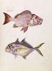 Gollah etc, c.1850