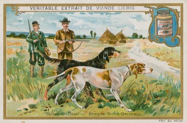 Gordon Setter and Braque St Germain