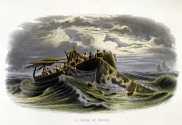 Herring Fishing - in 