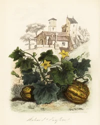 Honfleur Melon