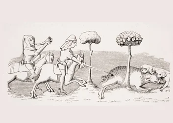 Hunting for wild boar with dogs, reproduction of a miniature in the 14th century manuscript 