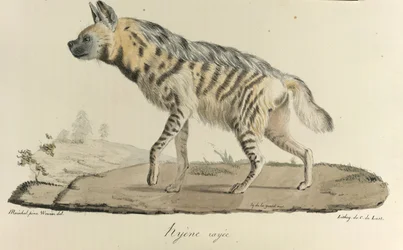 Striped Hyena, from 