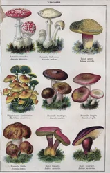 Illustration for 