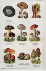 Illustration for 