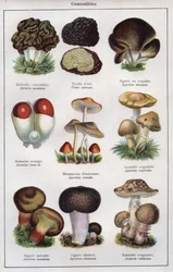 Illustration for 