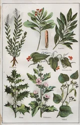 Illustration from 