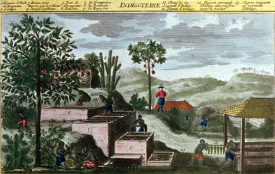 Indigo Plantation in the West Indies (Detail) from 