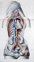 Internal organs of a woman, plate from Recherches Anatomiques, Physiologiques, et Pathologiques sur le System Veineux by Gilbert Breschet (engraved by Engelmann, Paris, 1829)