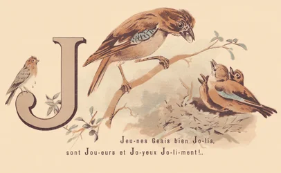 Young Jays Pretty are Players and Happy Jolily!