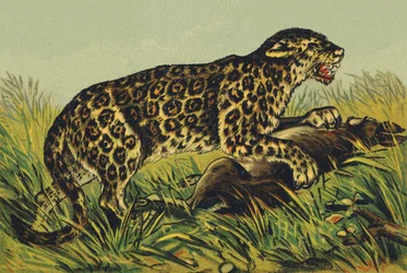 J as Jaguar