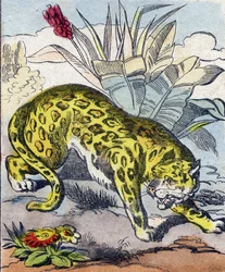 Jaguar (Engraving in "Buffon Alphabet des Animaux")