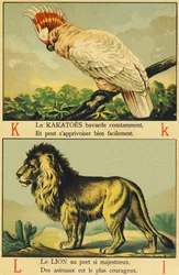 K as Cockatoos and L as Lion