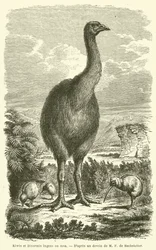 Kiwis and Dinornis ingens or moa