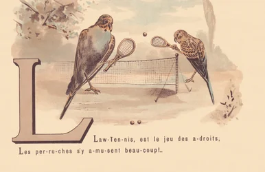 Lawn-Tennis, is the game of the clever; Parakeets have a lot of fun!