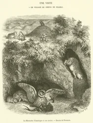 American Marmot and its Burrow (engraving)