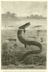 The Region of Paris During the Cretaceous Sea, End of the Reign of the Great Mosasaur