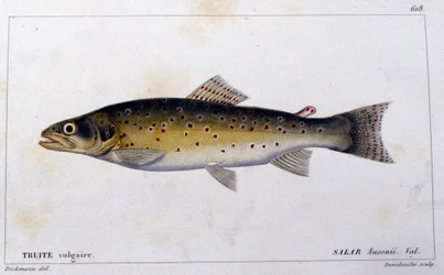 The common trout from 