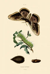 Large Emperor Moth