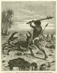 The Coconut Crab (engraving)