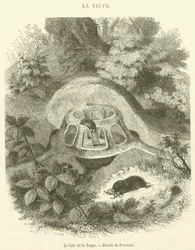 The mole