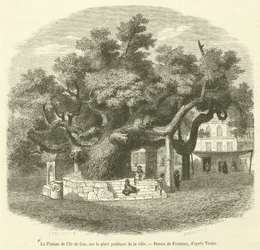 The Plane Tree of the Island of Cos in the Public Square of the City