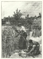 The Hemp Harvest