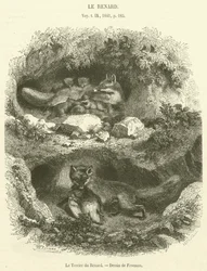 The Fox