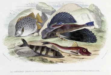 The Argus Butterflyfish, the Tyloptera Pirapède, the Pilotfish, the Lyre Gurnard - in “Natural History” by Lacépède, ed. Furne, Paris