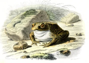 The toad (Bufo vulgaris) - Plate from Natural History by Bernard Germain de Lacepede, edition P. Furme, Paris