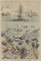 Les Explorations Sous-Marines Du Talisman Et Du Travailleur