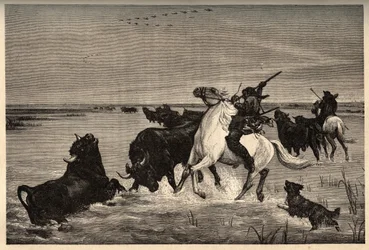 The oxen (bovine breed) of the Camargue after the painting by Vayson - engraving in 