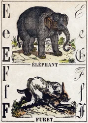 Letter E Elephant; F Ferret. Engraving in 