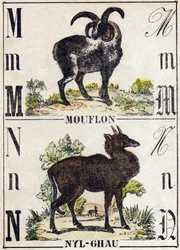 Letter M Mouflon; N Nyl-ghau (Nyl ghau). Engraving in 