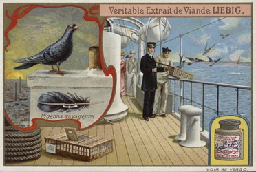 Liebig card featuring pigeons